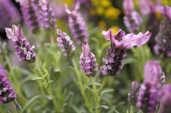 Tarlada lavanta çiçekleri