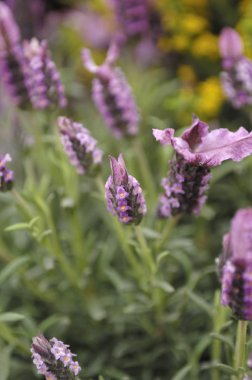 Tarlada lavanta çiçekleri