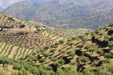 Sapinha-Escalhao, Guarda, Portekiz yakınlarındaki Doğal Park Douro Uluslararası Arazisi