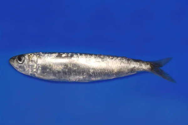 Sardine Isolée Sur Bleu — Photo