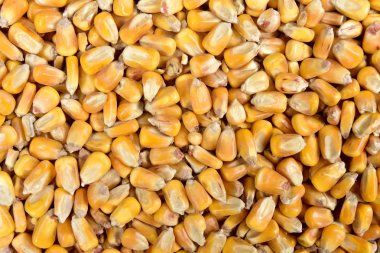 Mısır dokusuna yakın çekim