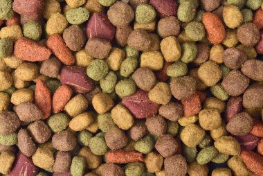 köpek besleme closeup