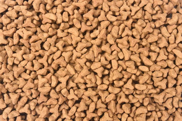 Closeup Feed Cat Stock Photo