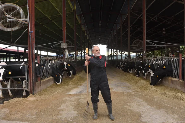 Portrait Agriculteur Avec Des Vaches — Photo