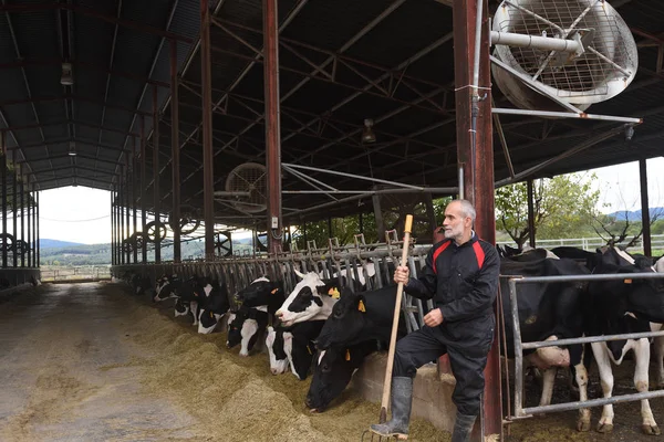 Retrato Agricultor Con Vacas — Foto de Stock
