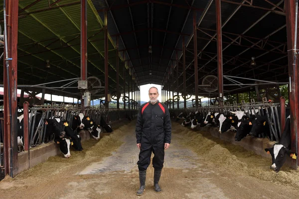 Portrait Agriculteur Avec Des Vaches — Photo
