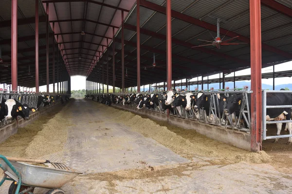 Indoors Farm Cows — Stock Photo, Image