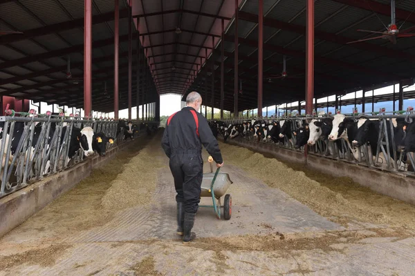 Agricultor Que Trabaja Con Vacas — Foto de Stock