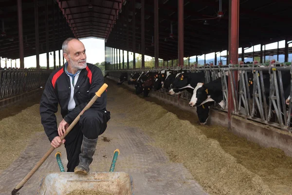 Mezőgazdasági Termelő Tehenek Portréja — Stock Fotó