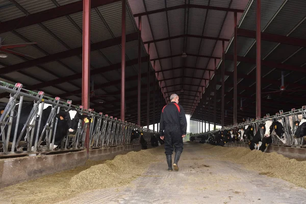 Agricultor Que Trabaja Granja Vacas — Foto de Stock