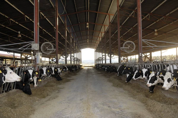 Внутри Помещений Фермерских Коров — стоковое фото