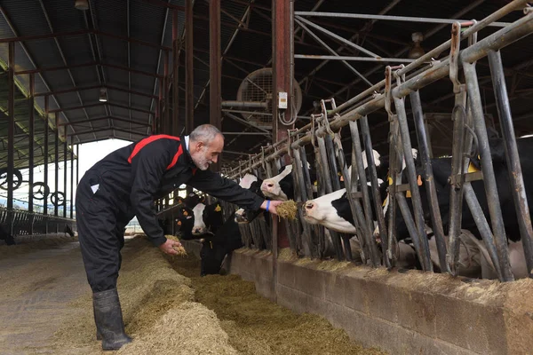 Agricultor Que Trabaja Una Granja Vacas — Foto de Stock