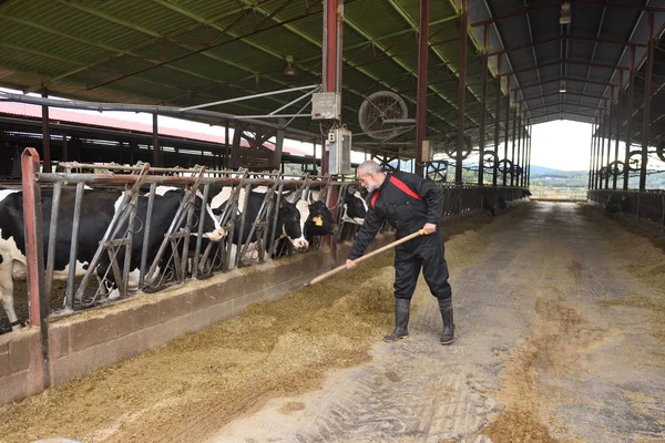 Agricultor Que Trabaja Una Granja Vacas — Foto de Stock