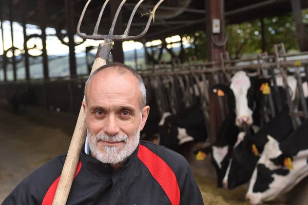 Portrait Agriculteur Avec Des Vaches — Photo