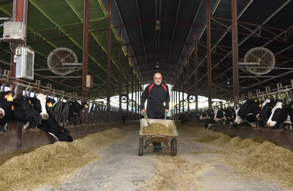 Agricultor Que Trabaja Con Vacas — Foto de Stock