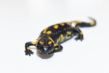 beyaz izole semender