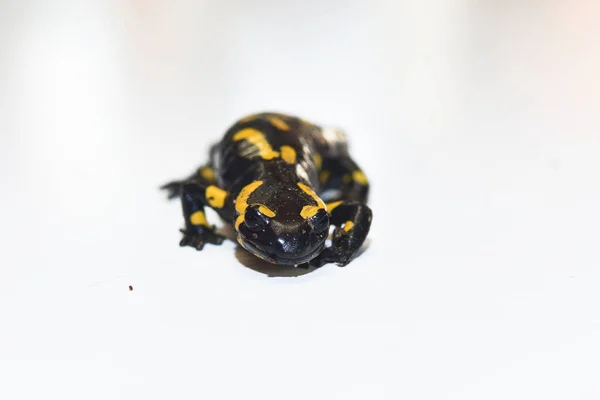 Salamandra Isolada Branco — Fotografia de Stock