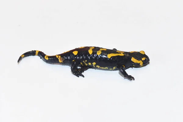 Salamandra Isolada Branco — Fotografia de Stock