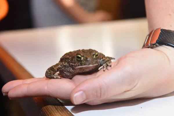 close up of toad and hand