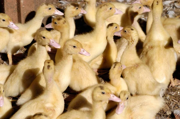 Kis kacsák csoportja, belső — Stock Fotó