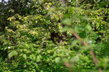 Bir arı sürüsü kovanın dışına uçtu ve bir elma ağacına park etti. Uzaklara uçacakları anı bekliyorlardı..