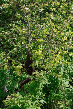 Bir arı sürüsü kovanın dışına uçtu ve bir Apple ağacına park etti. Uzaklara uçacakları anı bekliyorlardı. Fotoğraf 4
