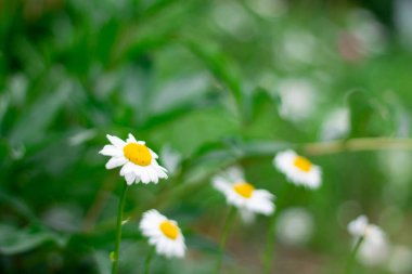 Çiçekli gül ağacı çalıları böyle görünür, yakında böğürtlenlere dönüşecek.