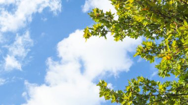Yeşil ağaç yapraklarının ve güzel mavi gökyüzünün altından bak. Gökyüzüne bakıyorum.