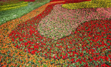 Zinnia çiçeklerinin üst manzarası, renkli çiçek bahçesi.