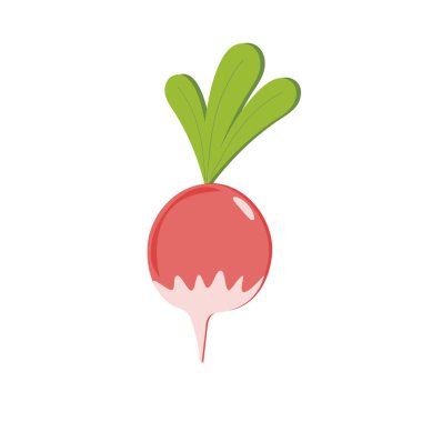 Beyaz arka planda turp. Sebze. Görüntü.