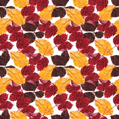 Parlak renkli sonbahar yaprakları. Seamles desen. Doğal arka plan. Karma ortam vintage resimleri.