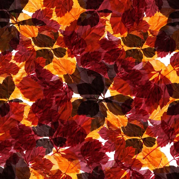明るく色鮮やかな紅葉 Seamles パターン 自然な背景 ミクスト メディアのヴィンテージ作品 — ストック写真