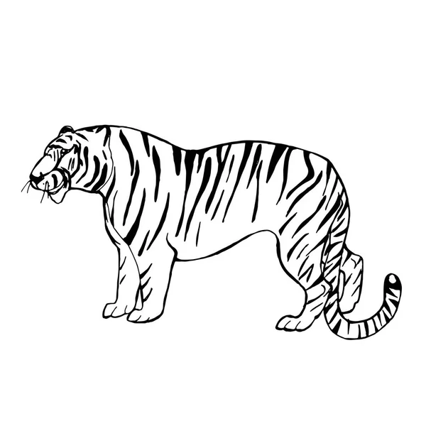 Handgezeichnete Vektorillustration Amur Tiger Asiatische Wildtiere Skizze — Stockvektor