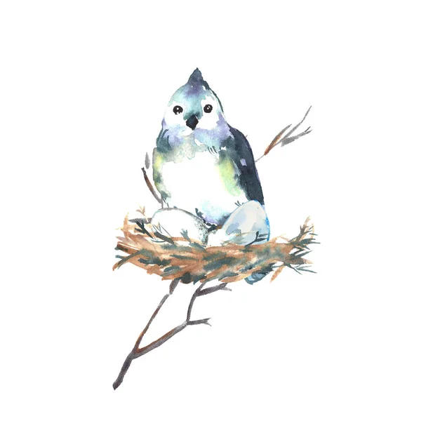 Ilustración Acuarela Gran Pájaro Teta Azul Sienta Nido Eclosiona Huevos —  Fotos de Stock
