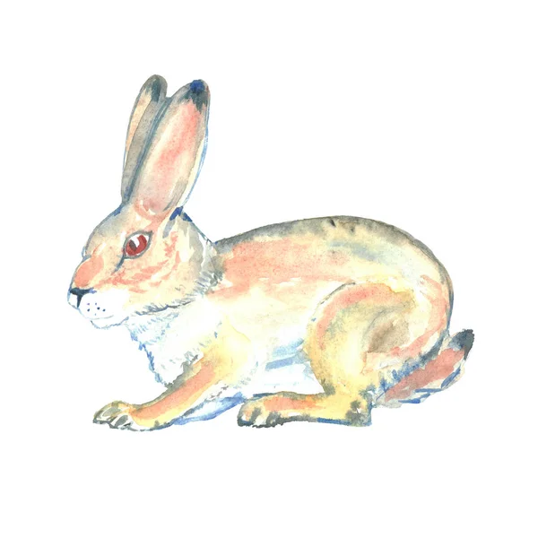Akvarell Illustration Handmålade Hare Vilda Djur — Stockfoto