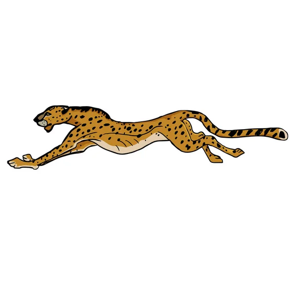 Animais africanos selvagens. Cheetah a correr. Vetor desenhado à mão illustr — Vetor de Stock