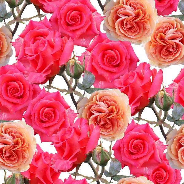 Sevimli güzel renkli güller. Dikişsiz çiçek fotoğraf arka plan. — Stok fotoğraf