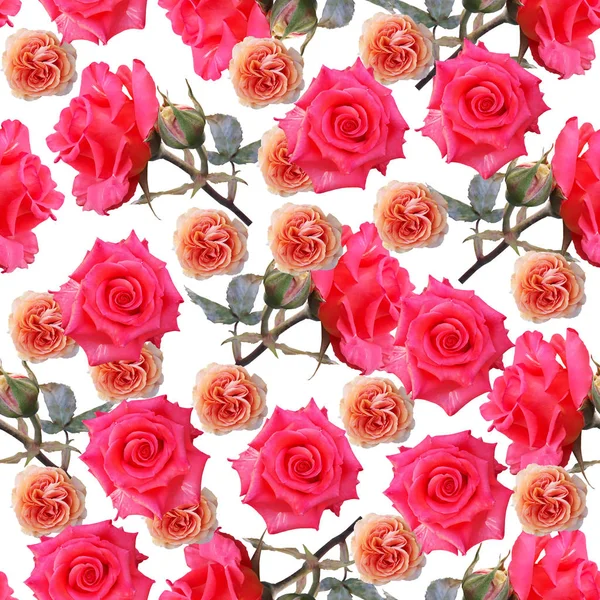 Lindas rosas coloridas hermosas. Fondo de foto floral sin costuras . —  Fotos de Stock