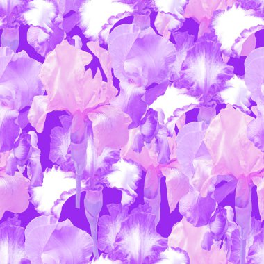 Sevimli güzel mavi ve sarı çiçeklenme irises. Dikişsiz çiçek 