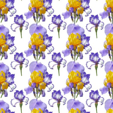 Sevimli güzel mavi ve sarı çiçeklenme irises. Dikişsiz çiçek 