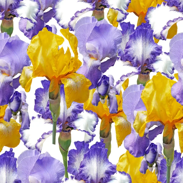 Carino belle iridi blu e giallo in fiore. Fiore senza cuciture — Foto Stock