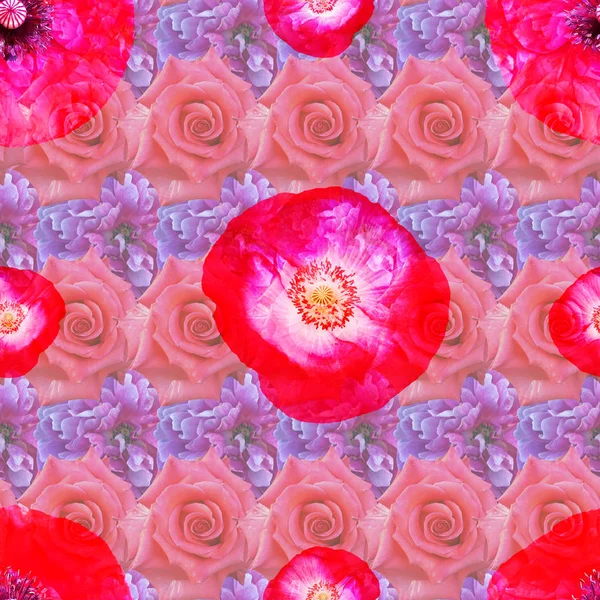 Gyönyörű PED Pipacsok. Varrat nélküli virágos háttér. Digitális — Stock Fotó