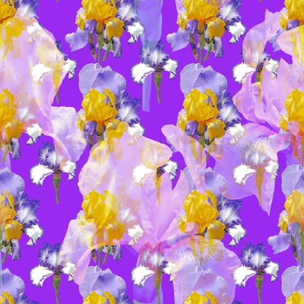 Lindos iris hermosos azules y amarillos florecientes. Flor inconsútil — Foto de Stock