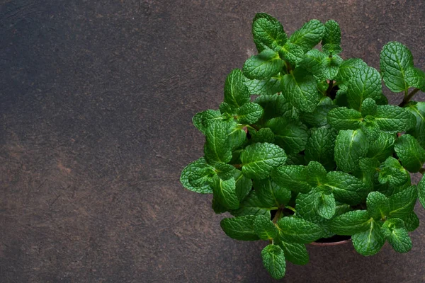 Mint hijau muda yang segar dalam pot bunga dengan latar belakang beton . — Stok Foto