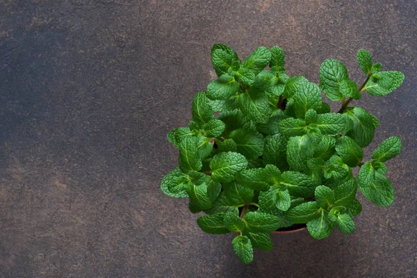 Mint hijau muda yang segar dalam pot bunga dengan latar belakang beton . — Stok Foto
