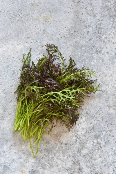 Bando de arugula jovens e frescos em um fundo de concreto . — Fotografia de Stock