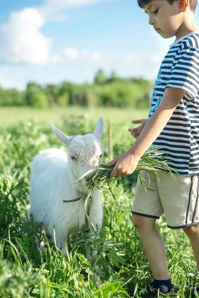 Ein Kleiner Junge Steht Einem Sonnigen Tag Mit Einer Ziege — Stockfoto