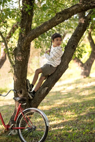 Школярка Сидить Дереві Яблучному Саду Або Лісі Він Дивиться Вбік — стокове фото