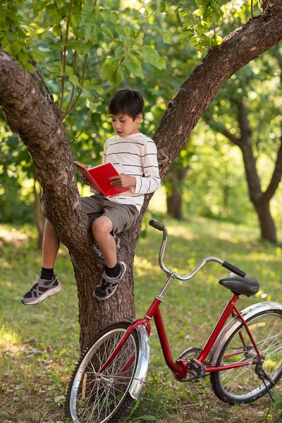 Schoolboy sits  on the  tree in an apple garden or the forest.  He reads a book,  near a tree stands a red bicycle