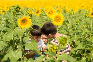 Üç küçük erkek ayçiçeği sahada güneşli sıcak bir günde yürüyen böcekler düşünün